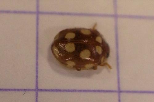 Vibidia duodecimguttata